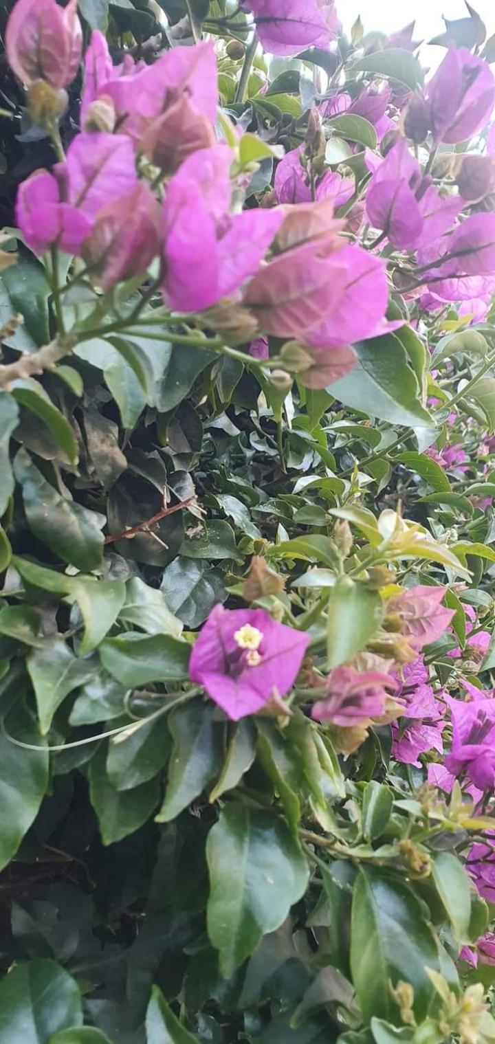 Casa Flora Appartamento Con Giardino Fiumicino Eksteriør billede